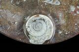 Oval Shaped Fossil Goniatite Dish #73978-1